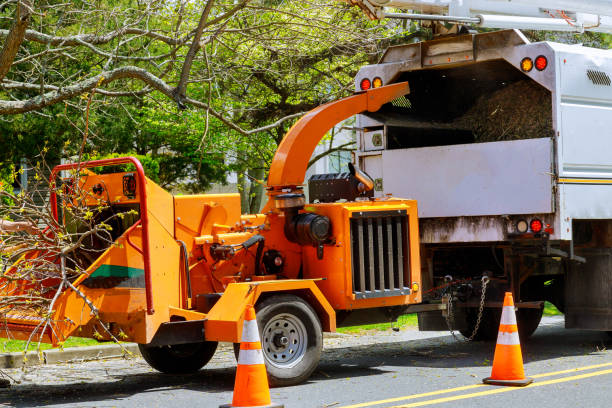 How Our Tree Care Process Works  in Alexandria Bay, NY